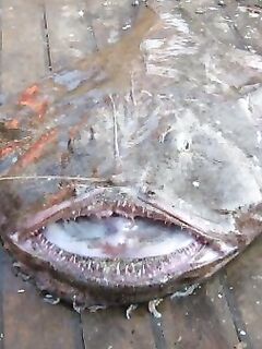 Созопол на промысле: рыбаки взяли морского чёрта — короткая помета улова