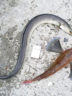 Несебр: морская ласточка 1,5 кг и угорь Conger conger 2,5 кг на донку