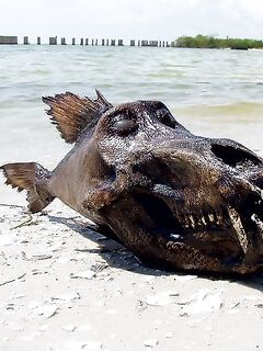 Что за морской «монстр» попался на кадр: рыба или диковина — нужен ваш опыт