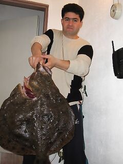 Несебър — крючок со ставридой, промысловые сейнеры и кормёжка в море