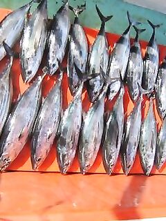 Троллинг по тунцу — красиво, но это больше добыча, чем рыбалка