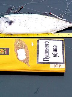 Перед работой — быстрая «физзарядка»: маленькая паламида-цыганочка