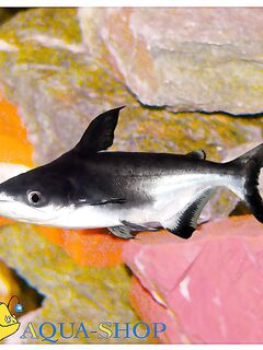 Что нашёл в Google — заметка по идентификации рыбы