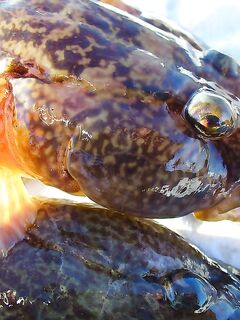 Зима не пришла — 8° в море, 12–15° воздух, ловятся только бычки