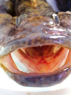 Монстры на кадрах — отметки по состоянию акватории