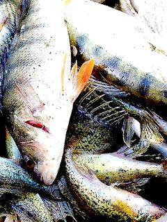 Озеро Мандра выручают — бибан, судак, плотва и прочее