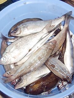 Солнышко и окунь: лица обгорели, креветка и курица в фаворе