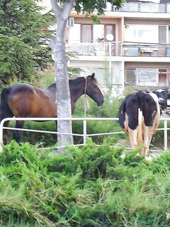 Поморие, флирт со скатом: рекорд 7,5 кг и прочая рыба по месту