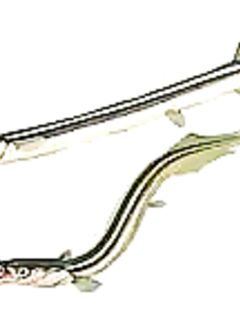 Сарган — как выглядит и где искать на волне: короткая памятка