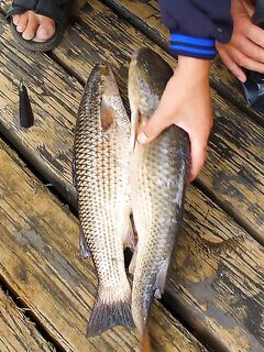 Август меняет лицо: дождь, солнце, ветер — рыбалка держится в плюс