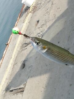 Несебр и извинения Batmilen: сброс телефона, снасть освоена, илария до 25 см