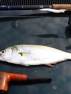 Тихий день — один луфар: отмечаю штучный клёв