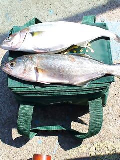 Первые сессии сезона: два луфара и дюжина ставрид — разогрев пошёл