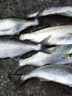 Дождь и ветер, 13 луфарей на донку и плотву — ставриды нет