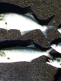 Сегодня счёт 3:2 по луфарю в Порту Бургас: без слов, только фото