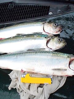 Росенец бывший Отманли: дорога на Созополь, рыба и немного «профилактики»