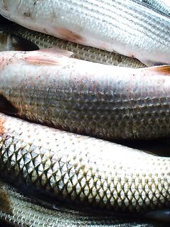 «Монстры» кефали 3–4 кг и уход баржи «Булкреми»: отчёт по уловам команды