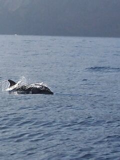 Фото в процессе: подогнала дельфина под формат, остальное доделаю позже