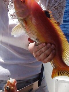 Viejo и cabrillo с Канар — Марию не видно, но экземпляры достойные по виду