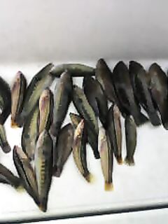 Cheilininae «бера» из 30 штук: опознание улова и японская подпись к фото