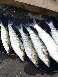 Сингиль и пеленгас в порту: 8 штук на нереиса, вчера крупный сошёл