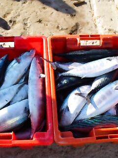 Закат и паламуд: Дидо взял 70 штук по 500–700 г, мне достались три