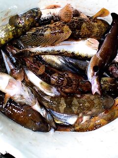 Бычки Чёрного моря: 40 видов, ночные выходы и мясные насадки