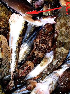 Нужна подсказка по виду: под камнями ловился шустрый «дворник» сачком