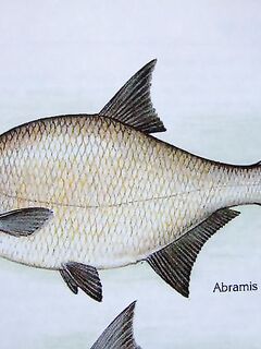 Платика — Abramis brama: как называют леща в разных странах и у соседей