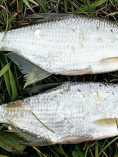 Опознание улова: по признакам больше похоже на густеру