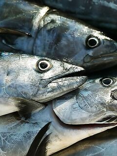 Пеламида (Pelamys sarda): где держится и как узнать полосатого макрелевого