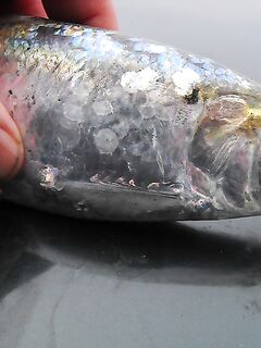 Первая морская рыба года: 1 карагьоз и в сачке морской конёк, раки, рапан