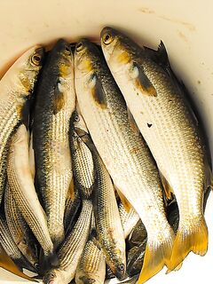 Морская рыбалка в Бургасе: солнце, восточный ветер и заход рыбы в порт