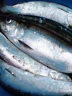 Карагьоз на рассвете и «Русская рыбалка» по ТВ: техника та же, размеры разные