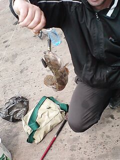 Бычок-лихнус: короткий кадр из серии