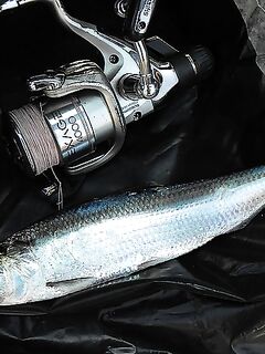 Фотоотчёт к Бургасу: снасти, улов и детали точки