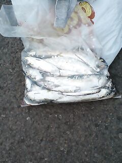 Бургас — отчёты Павела: 48 карагьозов 07.07 и 16 рыб 08.07 — что клюёт сегодня