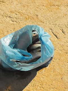 Греция без снастей и Болгария с креветкой: ветер в портах и «мертвая волна»