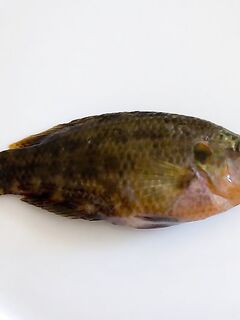 Синеморец: кефаль и сарган понятны, а что за «звери» и как с чешуёй?