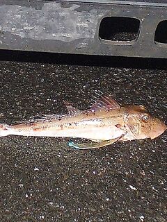 Лесной порт Бургас — ночь под дождём: пять чернокопов и «тоби» по хмури