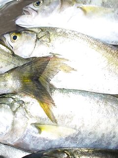 Порт Япончик, ранний старт: до 06:30 девять чернокопов — мелкий луфарь рядом