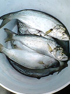 Клуб «Морские волки»: отвес в море 125 луфарей, на берегу у Киро — чернокоп