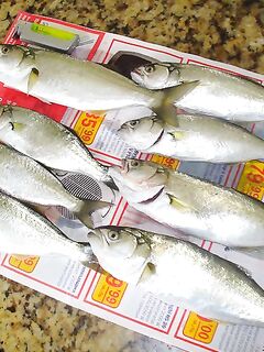 Бургас, рассвет под дождём: промысловый самодур и 8 чернокопов за три часа