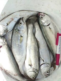 Порт Бургас — блесна работает: вечерний отчёт Киро по чернокопу