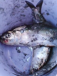 Утренние фото: фиксирую клев и море, без расшифровки по снастям