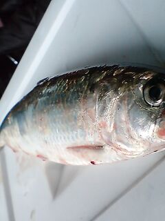 Порт Япончик и Западный порт Бургас — карагьоз 600 г утром и серия вечером