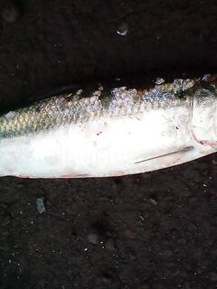 Хмуро, но рыба есть: короткая зарисовка без деталей по месту и времени