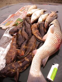 Бургас, Николин день накануне: бычки, судак и пеленгас на «волты»