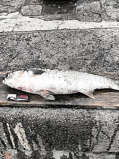 Первые рыбы 2010 — бычки и кефаль-монстр: старт сезона состоялся