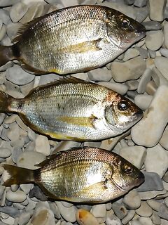 Змарид — это ласкирь или сальпа: уточняем болгарские названия рыб